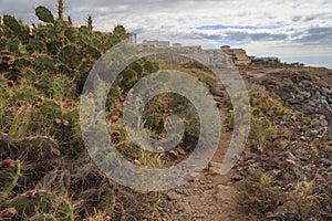 Prickly pear cactus in Callo salvaje, Tenerife Canary islands photo