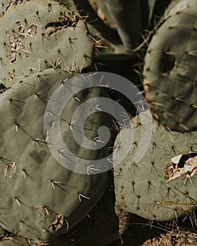 Prickly pear cactus close up