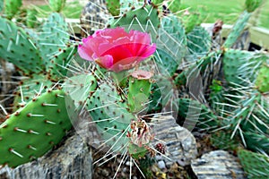 Prickly pear cactus close up with beautiful flowers