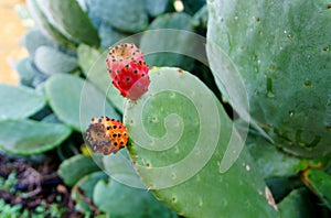 Prickly pear cactus close up with fruit in red color
