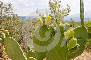 Prickly pear cactus close up with fruit in red color, cactus spines.Blooming Prickly Pear with cactus fruits and flowers