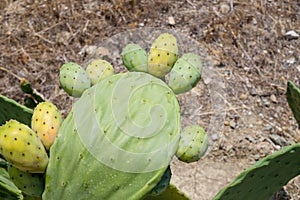 Prickly pear cactus close up with fruit in red color, cactus spines.Blooming Prickly Pear with cactus fruits and flowers