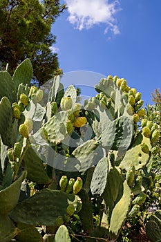 Prickly pear cactus close up with fruit in red color, cactus spines.Blooming Prickly Pear with cactus fruits and flowers
