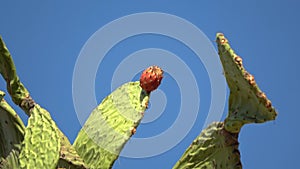Prickly pear cactus close up with fruit in red color over clear blue sky. Opuntia, called prickly pear, is a genus in the cactus