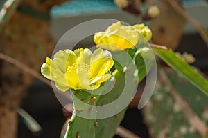 Prickly pear cactus close up with fruit in yellow color, cactus spines