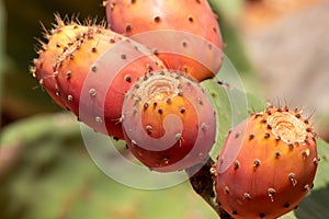 Prickly pear cactus close up with fruits in red color. Opuntia, commonly called prickly pear, is a genus in the cactus family,