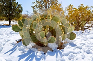 Prickly Pear Cactus covered in snow in Arizona