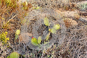 Prickly pear cactus among dead weeds and rocks photo