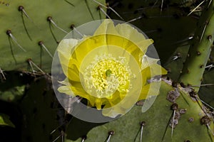 Prickly Pear Cactus Plant and Yellow Blossoms