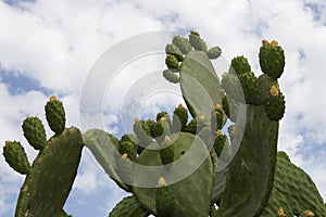 Prickly Pear Cactus in Desert at Sunset close-up