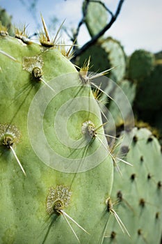 Prickly Pear Cactus Detail, Tucson, Arizona photo