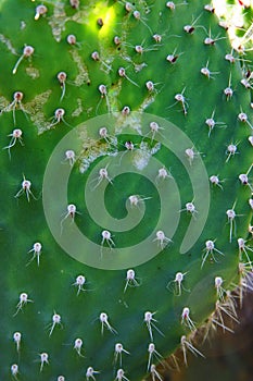 Prickly Pear Cactus Disease Nopal Close-up. photo