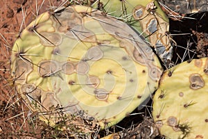 Prickly Pear Cactus is dying