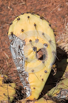 Prickly Pear Cactus is dying