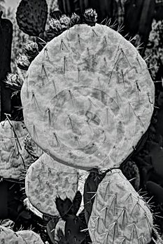 Prickly Pear Cactus with Flat Paddle Shape Stem and Thorns