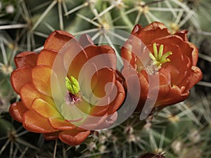 Prickly Pear Cactus Flower