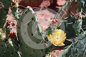 Prickly Pear Cactus Flower