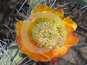 Prickly pear cactus flower from above