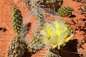 Prickly Pear Cactus Flower in American Southwest Desert, Arches National Park, Utah, USA