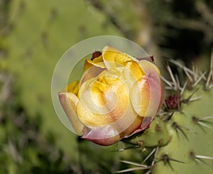 Prickly pear cactus flower close up morning dew