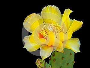 Prickly pear cactus flower - delicate yellow petals over black.