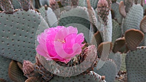 Prickly Pear cactus flower in full bloom located in the desert