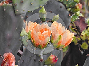 Prickly Pear Cactus Flowers with Water Droplets