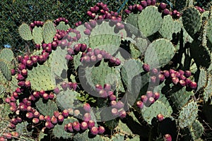 Prickly Pear Cactus and Fruit