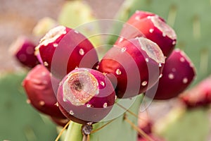 Prickly Pear Cactus Fruit