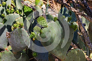 Prickly Pear Cactus  fruit called Tuna, comestible