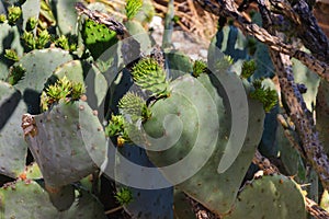 Prickly Pear Cactus  fruit called Tuna, comestible photo