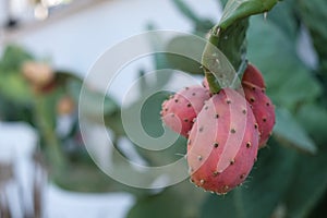 Prickly pear cactus fruit growing near Mattinata, Puglia, Italy photo