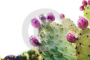 Prickly pear cactus with fruit isolated