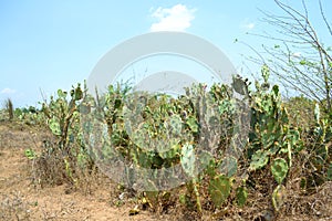 Prickly pear cactus and fruit photo