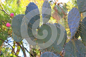 Prickly pear Cactus with fruit