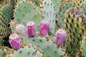 Prickly Pear Cactus with Fruits