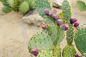 Prickly pear cactus with fruits in purple color.