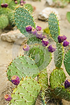 Prickly pear cactus with fruits in purple color.