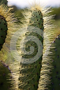 Prickly Pear Cactus - Galapagos Islands