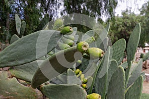 Prickly pear cactus with green fruits