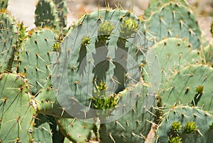 Prickly Pear Cactus in Havasu Canyon
