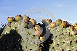 Nopales or Prickly Pear Cactus with fruits, widely used in natural traditional medicine. I photo