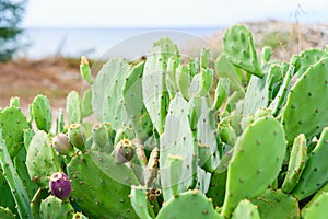 Prickly pear cactus or Indian fig opuntia with purple red fruits