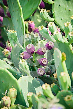 Prickly pear cactus or Indian fig opuntia with purple red fruits