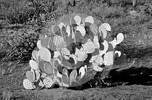 Prickly Pear Cactus Infrared