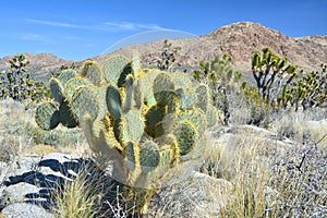 Prickly pear cactus and Joshua Trees on Mojave desert