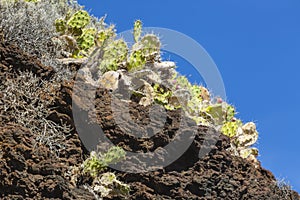 Prickly Pear Cactus In La Palma, Spain