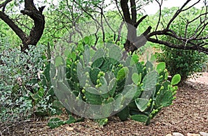 Prickly Pear Cactus in Las Lagunas de Anza Wetlands