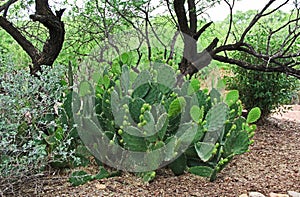 Prickly Pear Cactus in Las Lagunas de Anza Wetlands photo