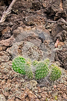 Prickly Pear Cactus and Lava Rock